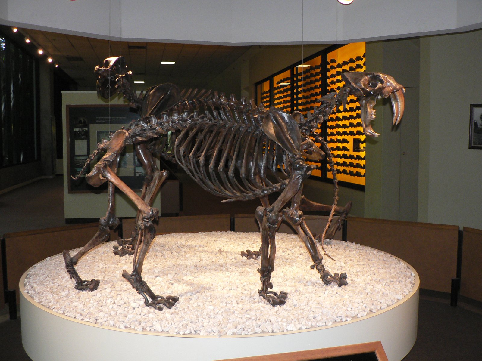 Hope in the Bones: What Fossils Teach Us (image credits: wikimedia)