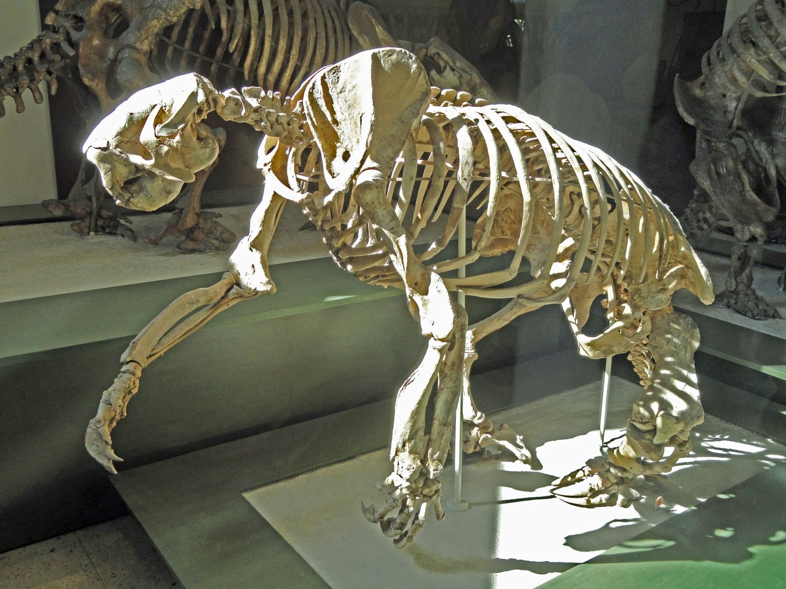 Panthera atrox Was the Real King of Prehistoric Cats (image credits: wikimedia)