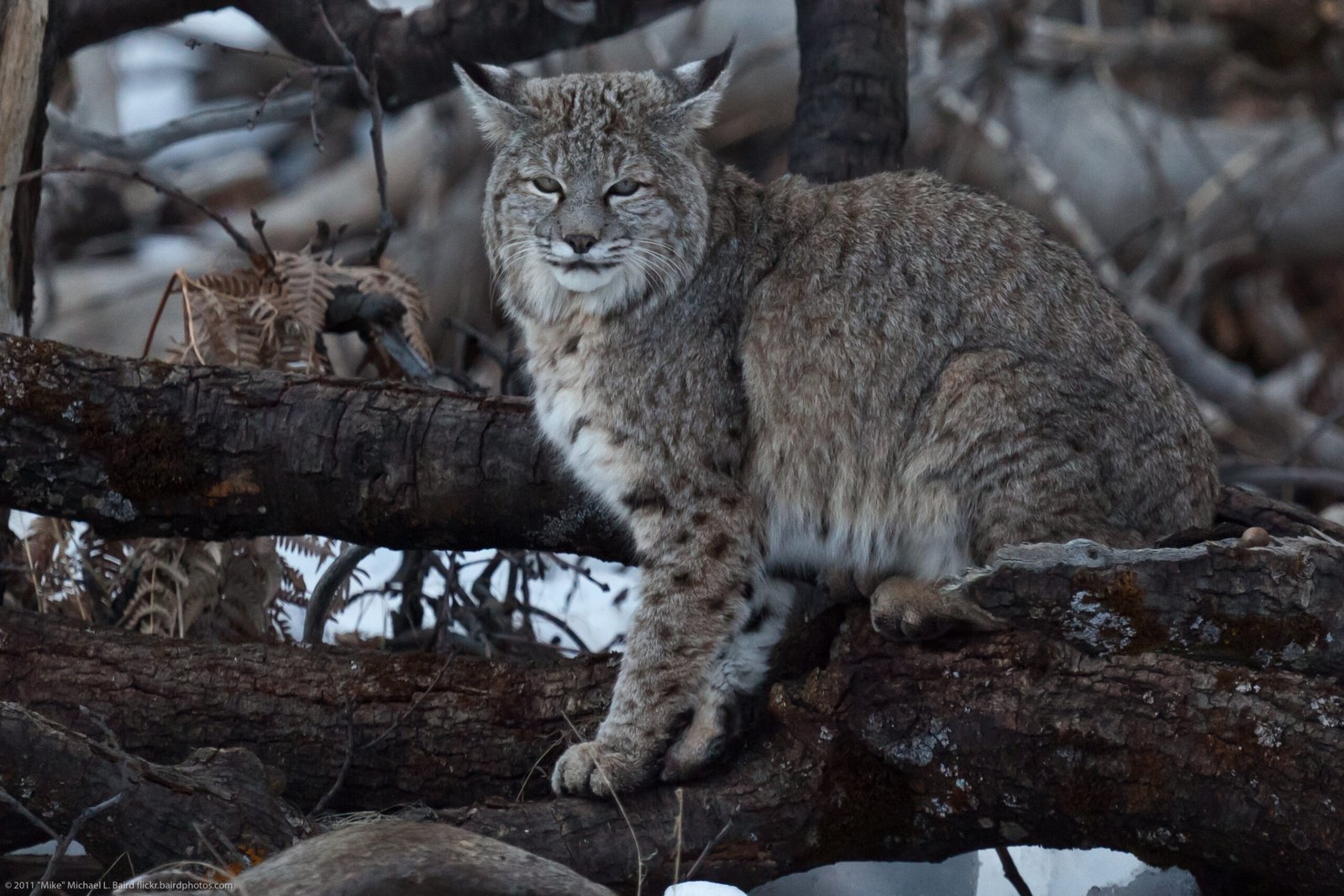 Ancient Lynx Liked the Beach (image credits: wikimedia)