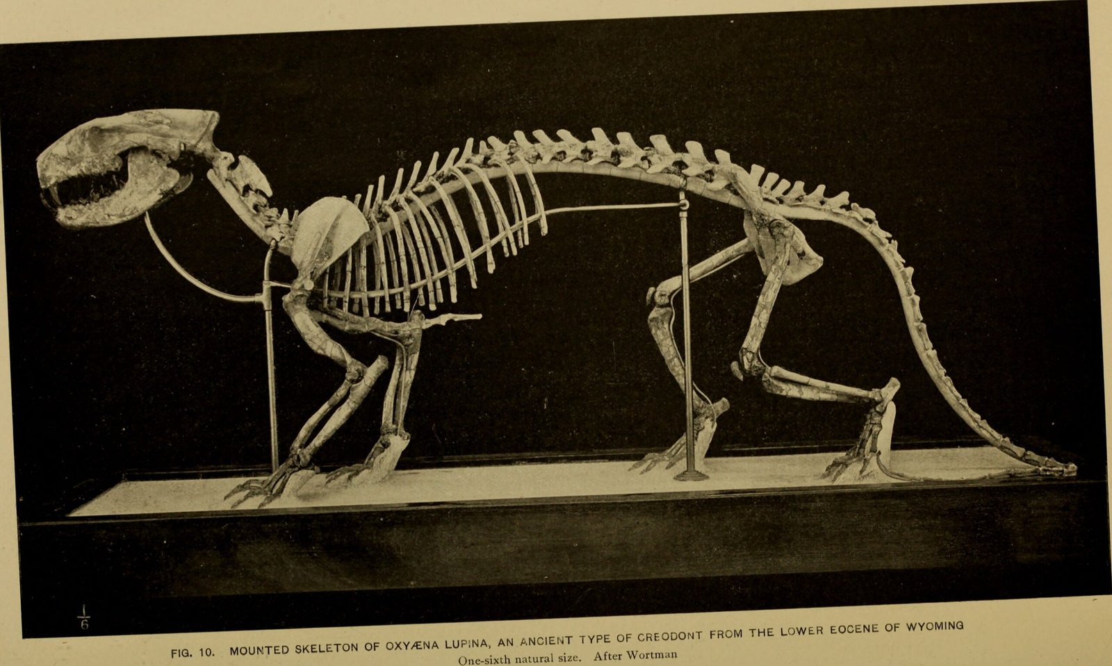 Ancient Cat Fossils Are Still Being Discovered (image credits: wikimedia)