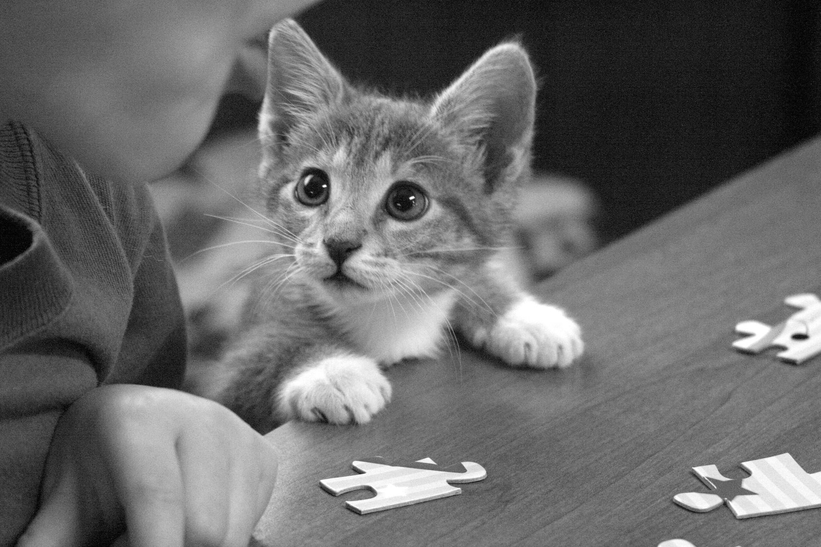 They Have Built-In Kneading Skills (image credits: wikimedia)