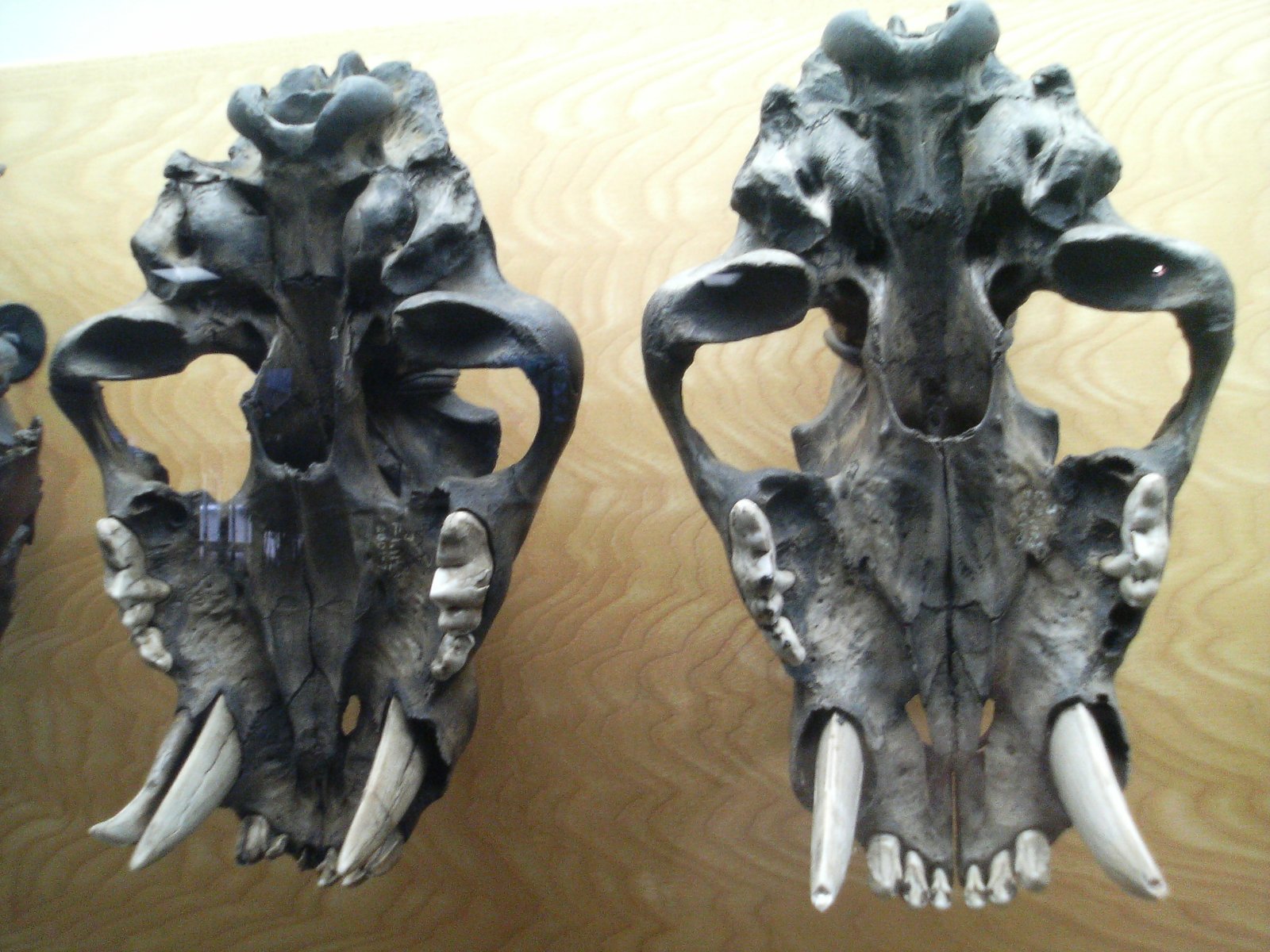 Tooth Trouble: The Downside of Sabers (image credits: wikimedia)