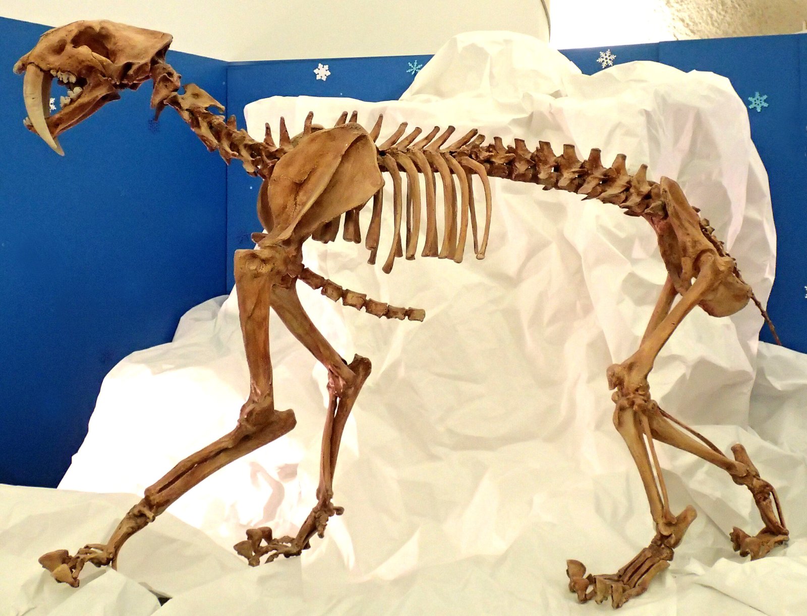 Short Life Spans—Not Ancient Elders (image credits: wikimedia)