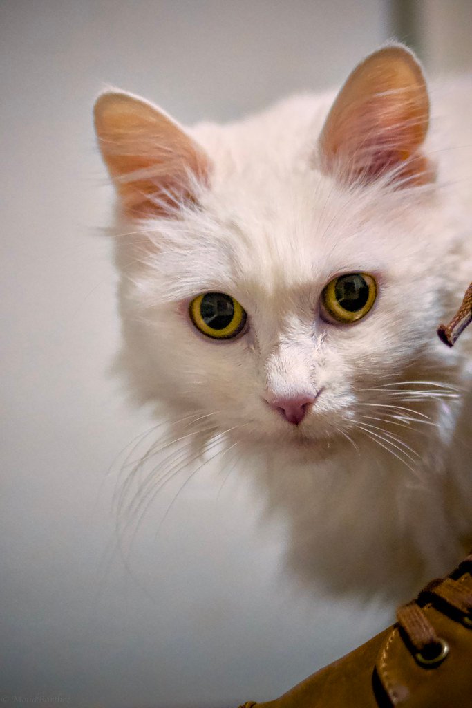 Establish Quiet Zones for Sensitive Cats (image credits: flickr)