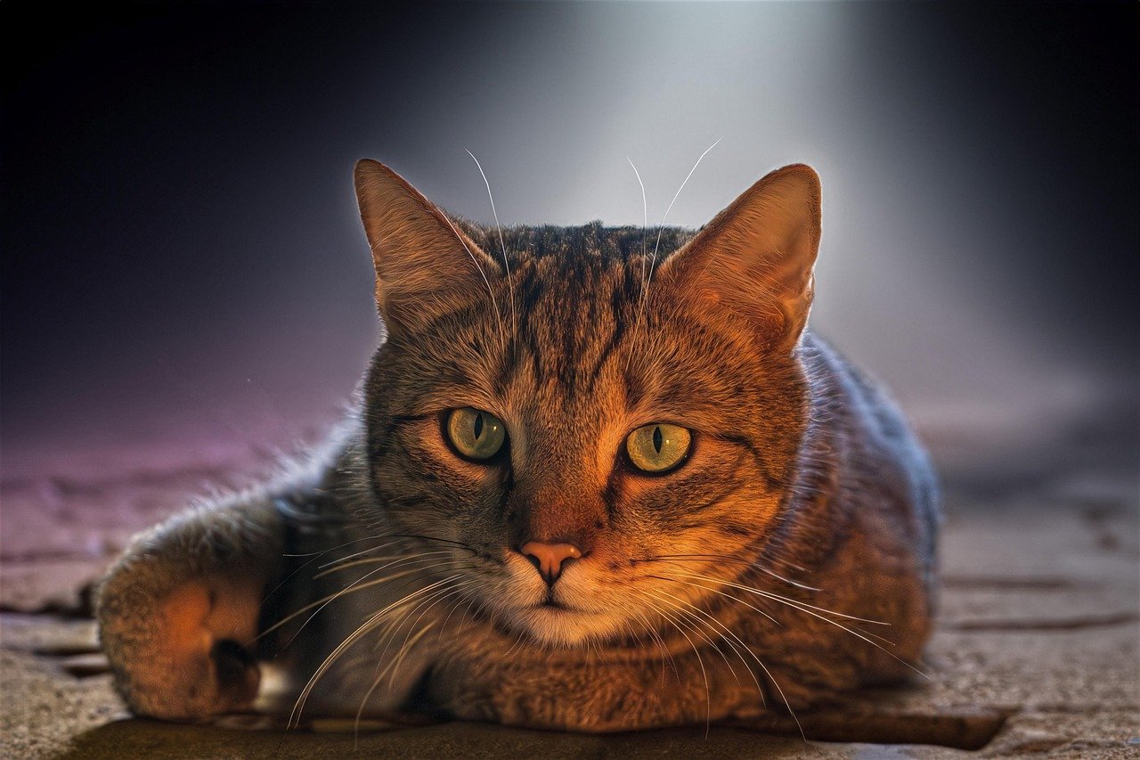 Create a Routine Around Natural Light (image credits: pixabay)