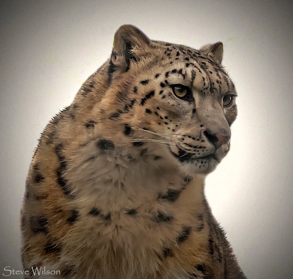 Snow Leopards: The Mountain Ghosts That Hunt by Falling (image credits: flickr)
