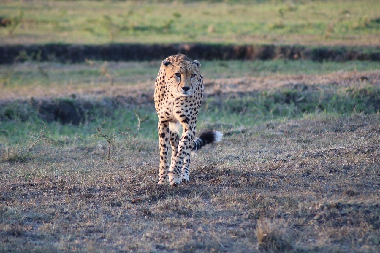 Cheetahs: The Sprint-and-Trip Specialists (image credits: pixabay)