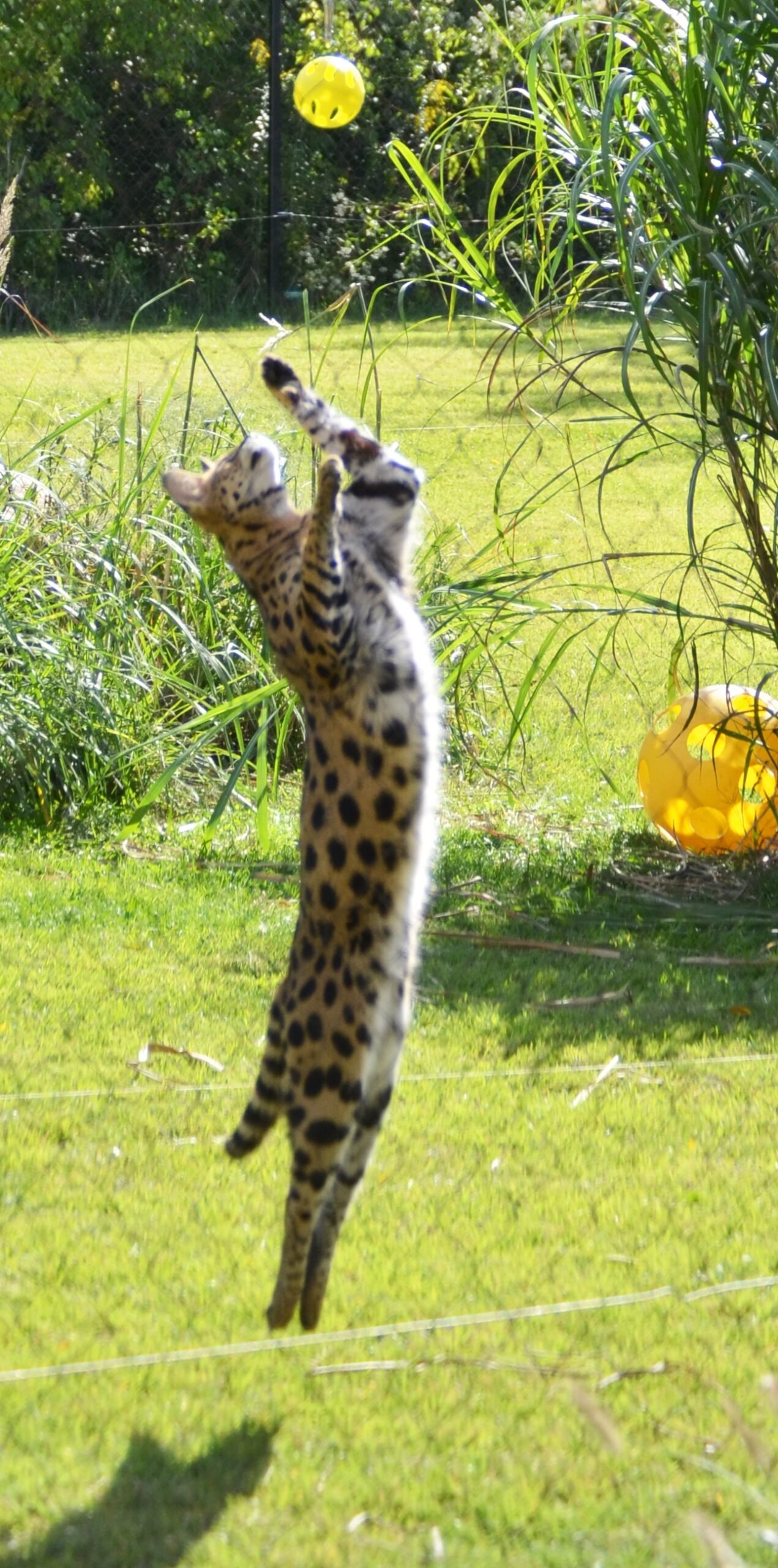Servals: The High-Jump Champions with Radar Ears (image credits: wikimedia)