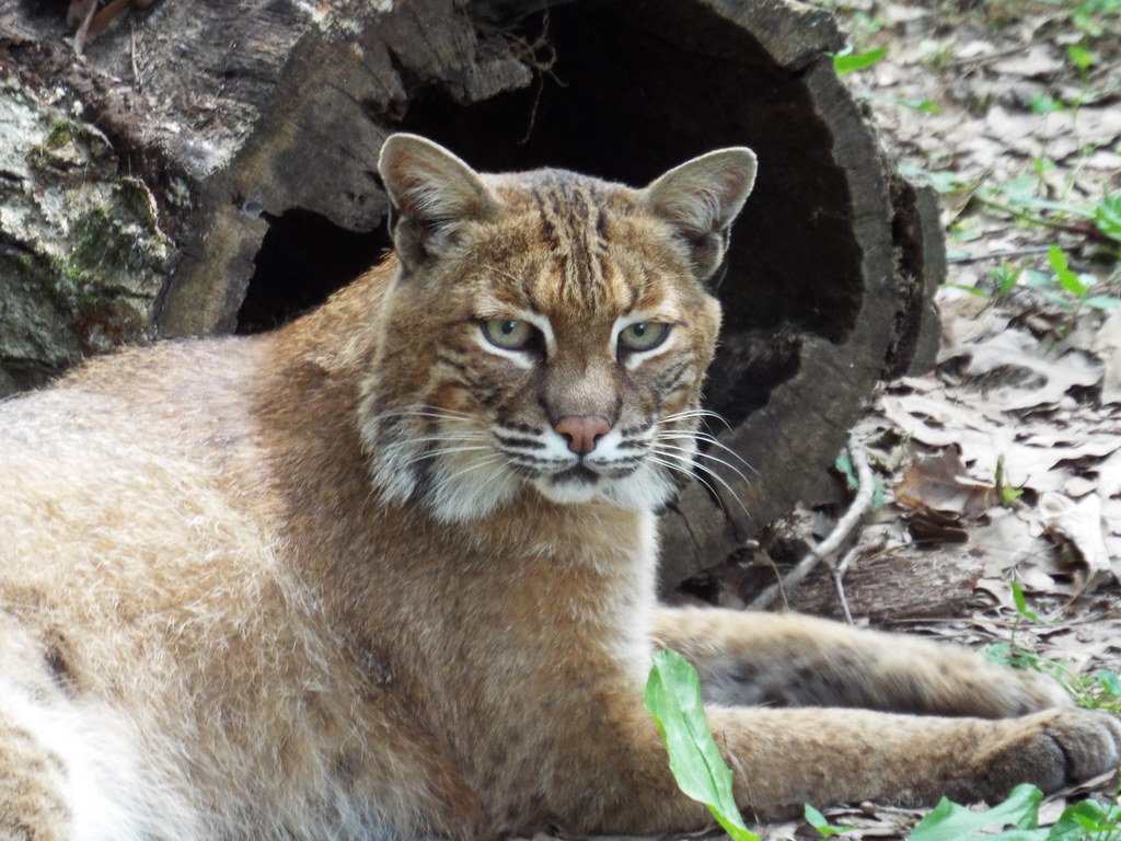 Conclusion: Nature's Most Creative Predators (image credits: flickr)