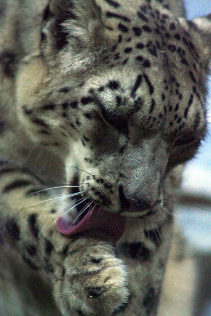 The Future of Leopard-Human Coexistence (image credits: flickr)
