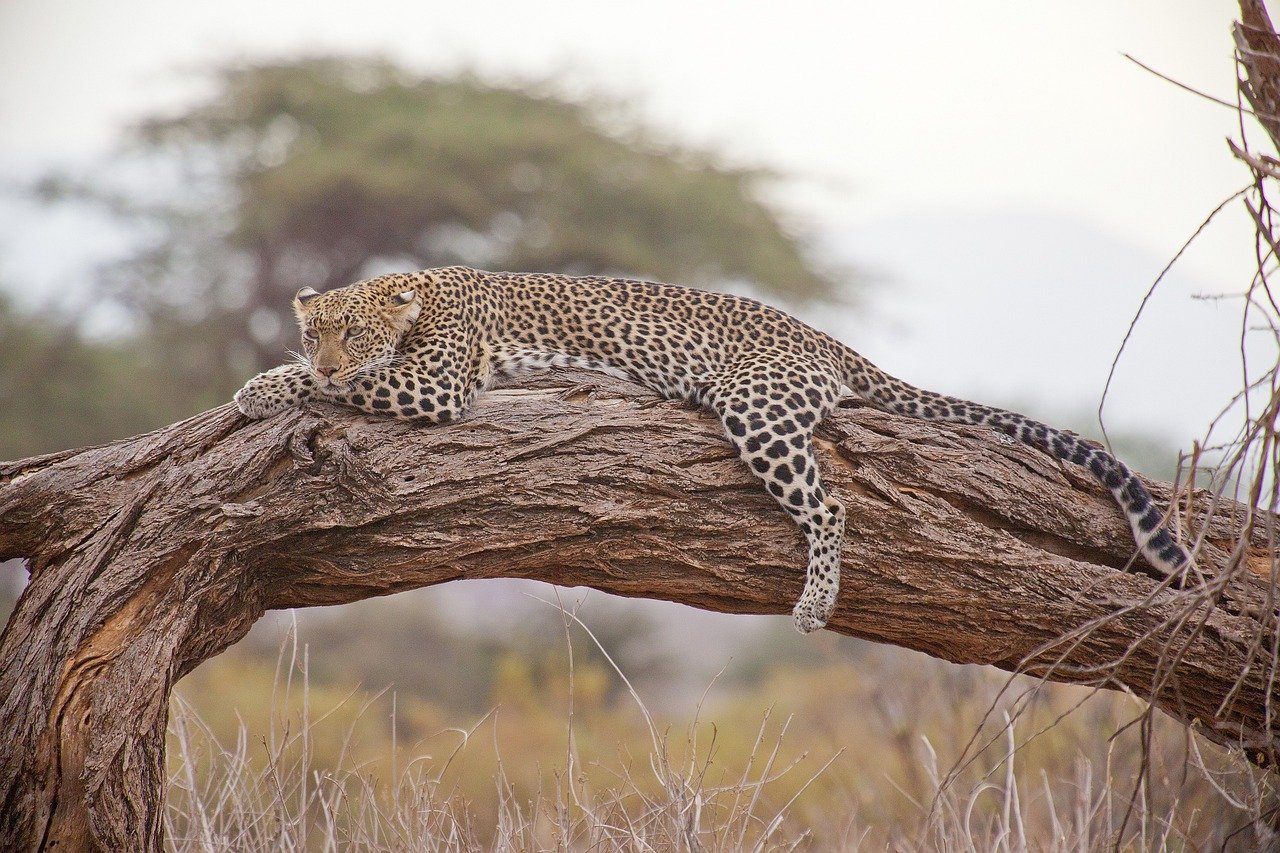 What This Means for Wildlife Conservation (image credits: pixabay)