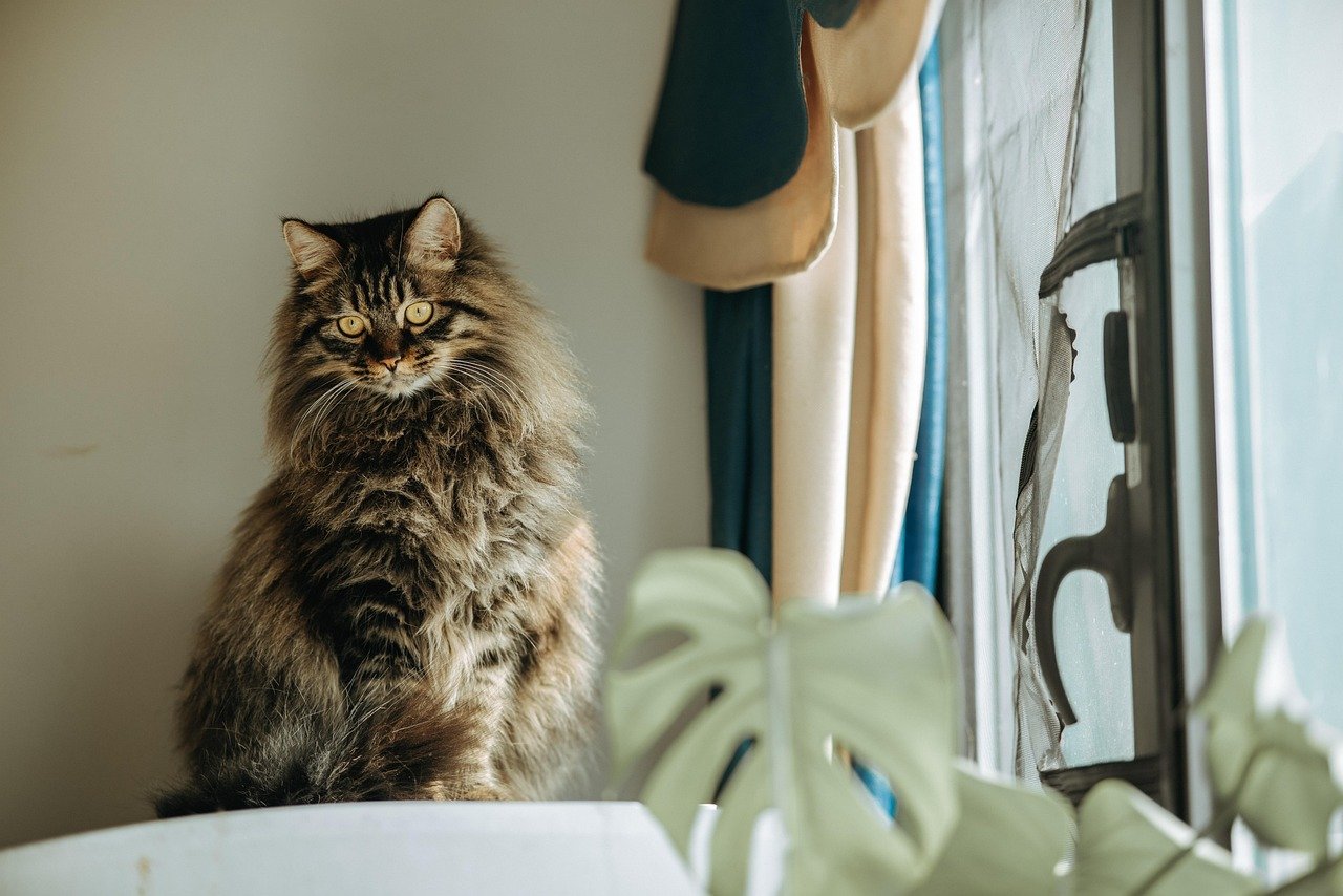 The Mysterious Staring Contest with Nothing (image credits: pixabay)