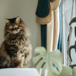 9 Things Cats Do at Night — And Why You Should Care
