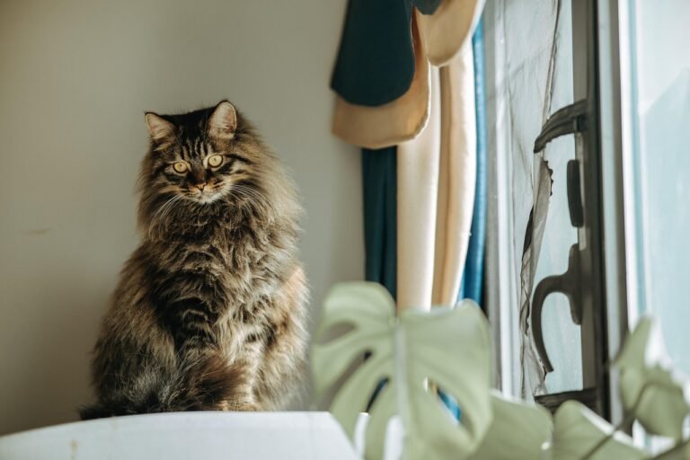 9 Things Cats Do at Night — And Why You Should Care