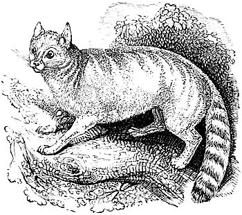 Dinailurictis: The Small but Mighty Cat (image credits: wikimedia)
