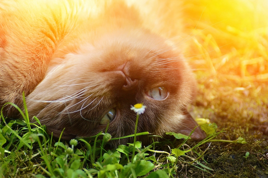 Ragdoll: The Lap-Loving, Cuddly Companion (image credits: rawpixel)