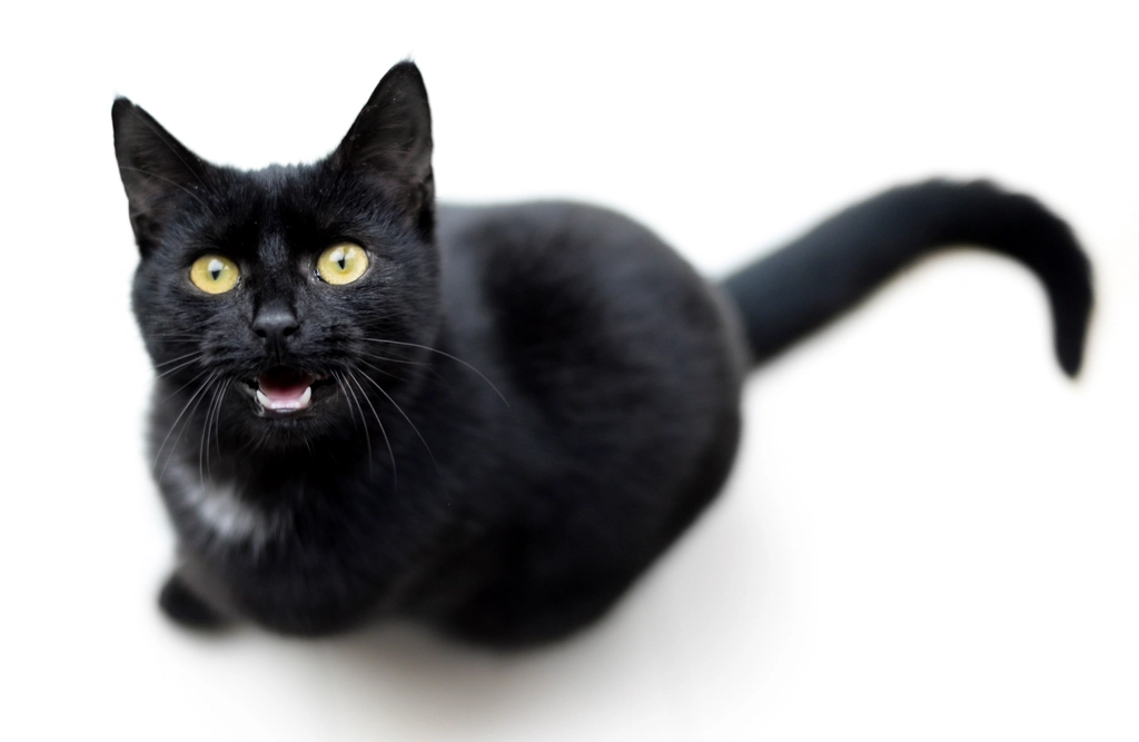 Bombay: The “Mini Panther” That Walks on a Leash (image credits: rawpixel)