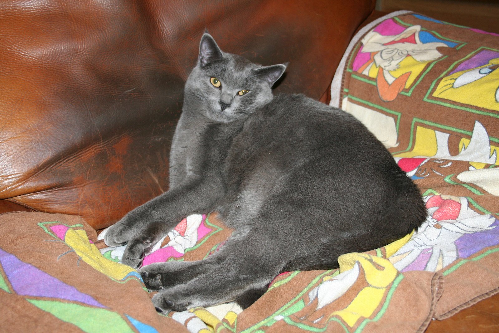 Chartreux: The Silent Shadow That Sticks by Your Side (image credits: wikimedia)