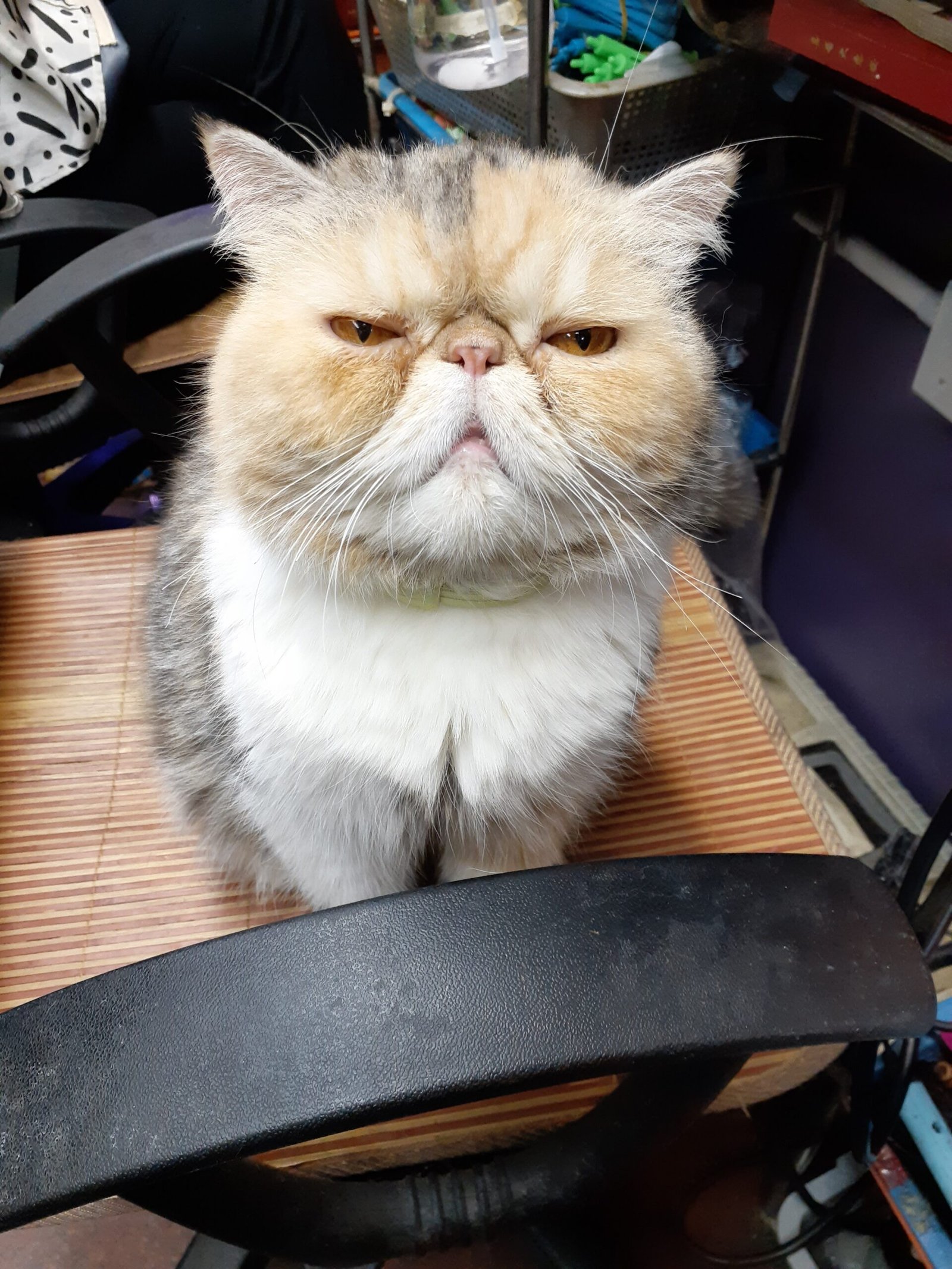 Exotic Shorthair: The Sweet, Playful Snuggler (image credits: wikimedia)