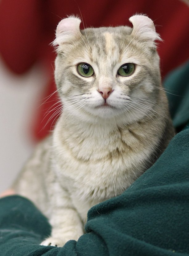 American Curl: The Friendly Cat With Playful Ears (image credits: wikimedia)