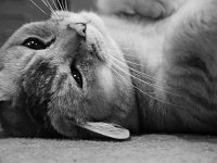 Burmilla: The Mischievous Cat With a Dog’s Devotion (image credits: wikimedia)