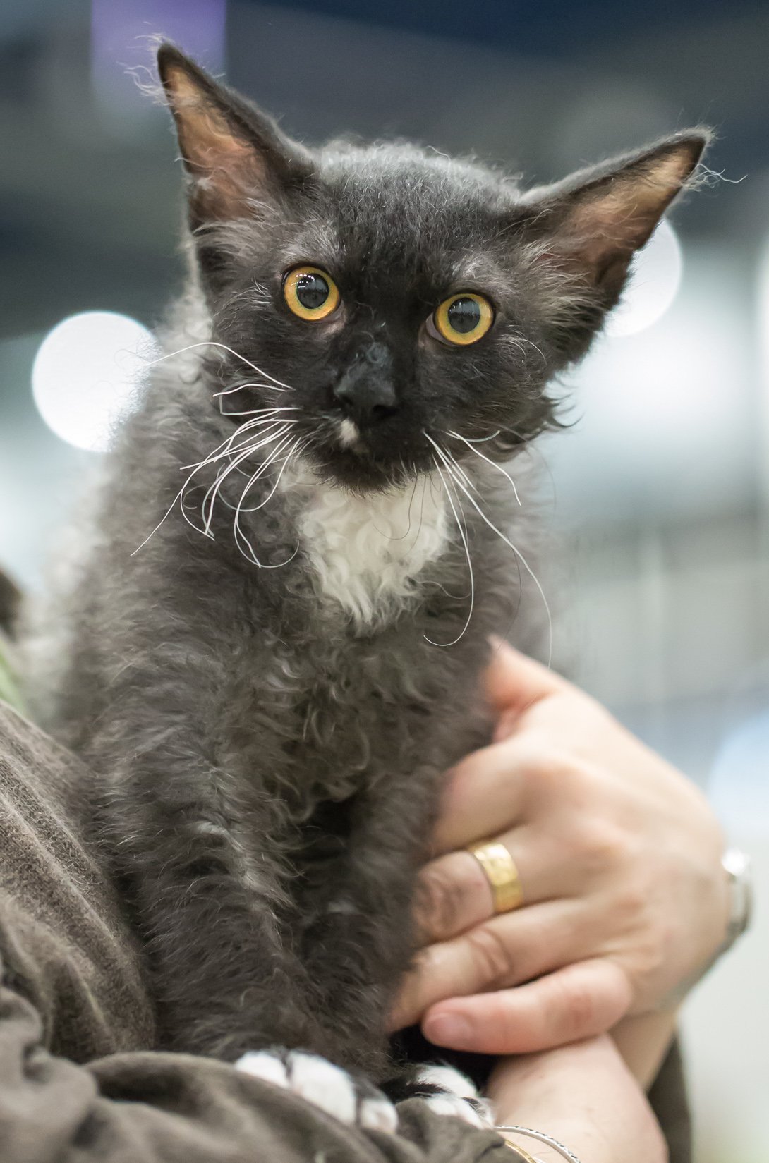 LaPerm: The Curly-Coated Cat With a Puppy Personality (image credits: wikimedia)