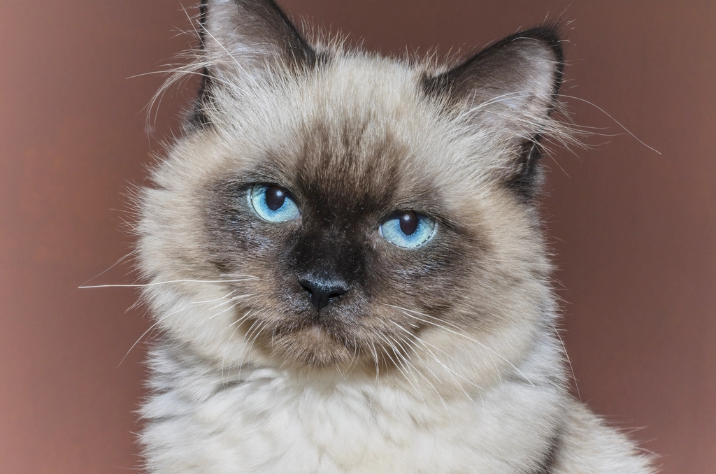 3. Ragdoll: Floppy, Fluffy, and Friendly (image credits: rawpixel)