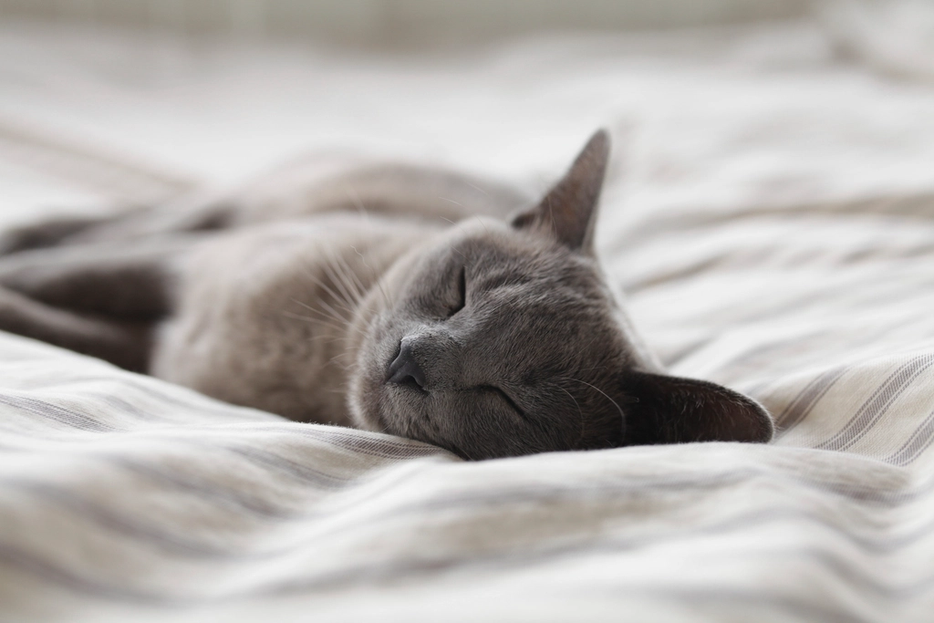 4. Russian Blue: Gentle and Gorgeous (image credits: rawpixel)