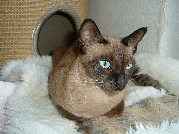 9. Tonkinese: The Social Butterfly (image credits: wikimedia)