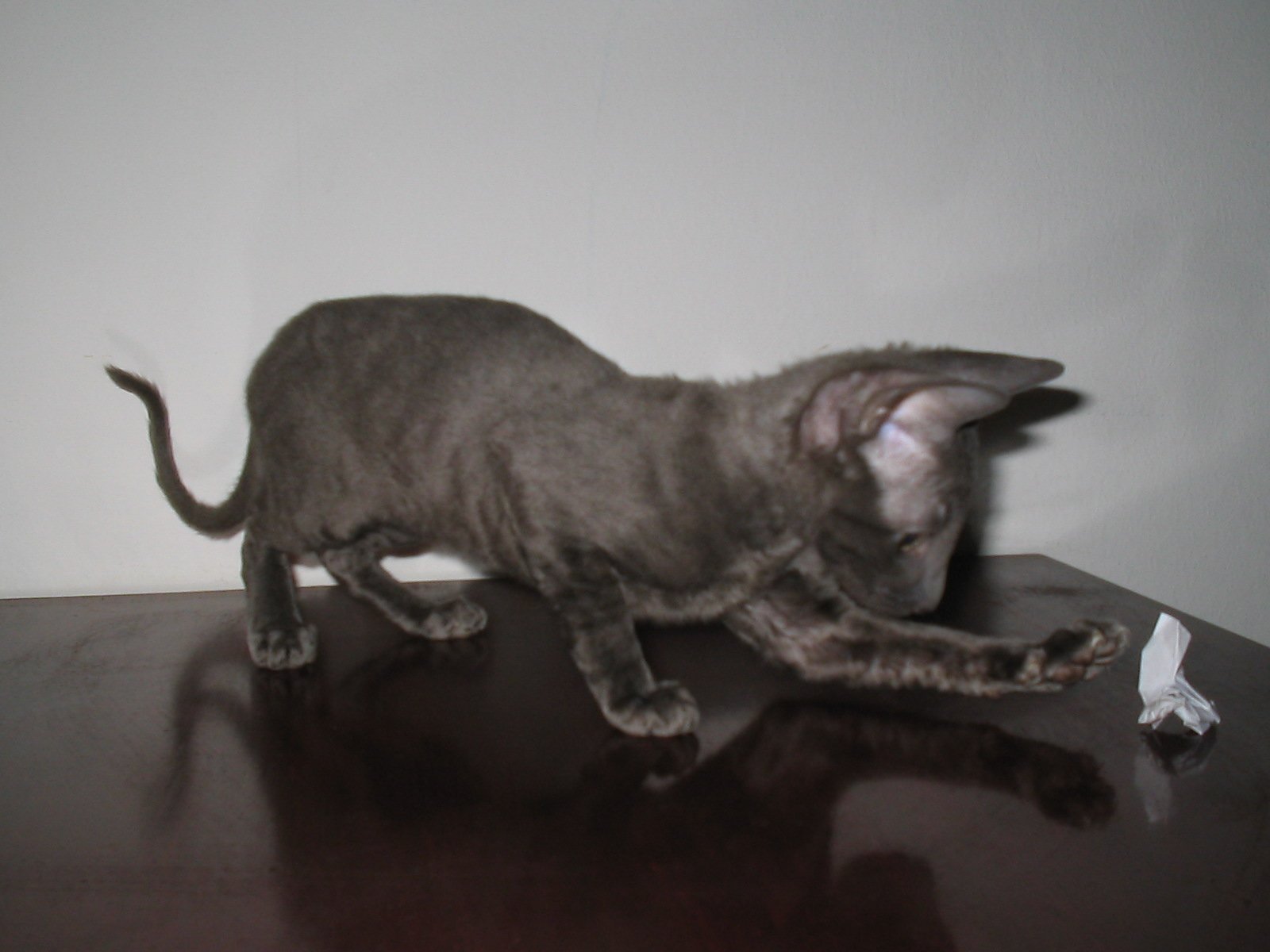 10. Cornish Rex: Curly Whiskers, Big Heart (image credits: wikimedia)