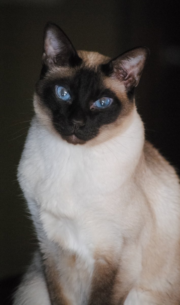 11. Siamese: Chatty and Charming (image credits: wikimedia)