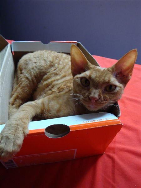 14. Devon Rex: Pixie-Like and Personable (image credits: wikimedia)