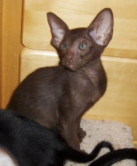17. Oriental Shorthair: Sleek, Smart, and Sweet (image credits: wikimedia)