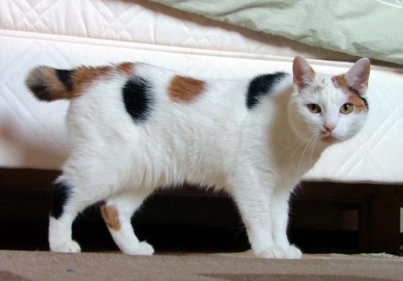 21. Japanese Bobtail: Lucky and Loving (image credits: wikimedia)