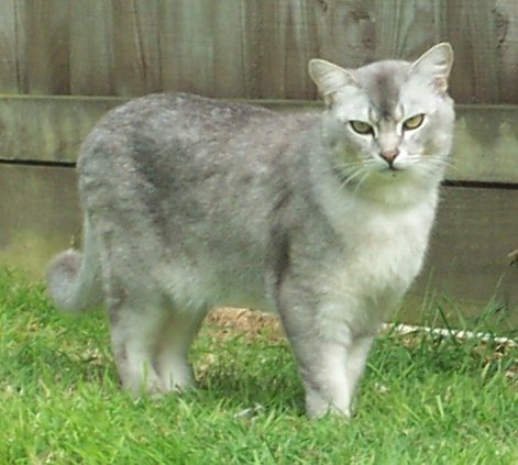 24. Burmilla: Silver-Coated Sweetie (image credits: wikimedia)