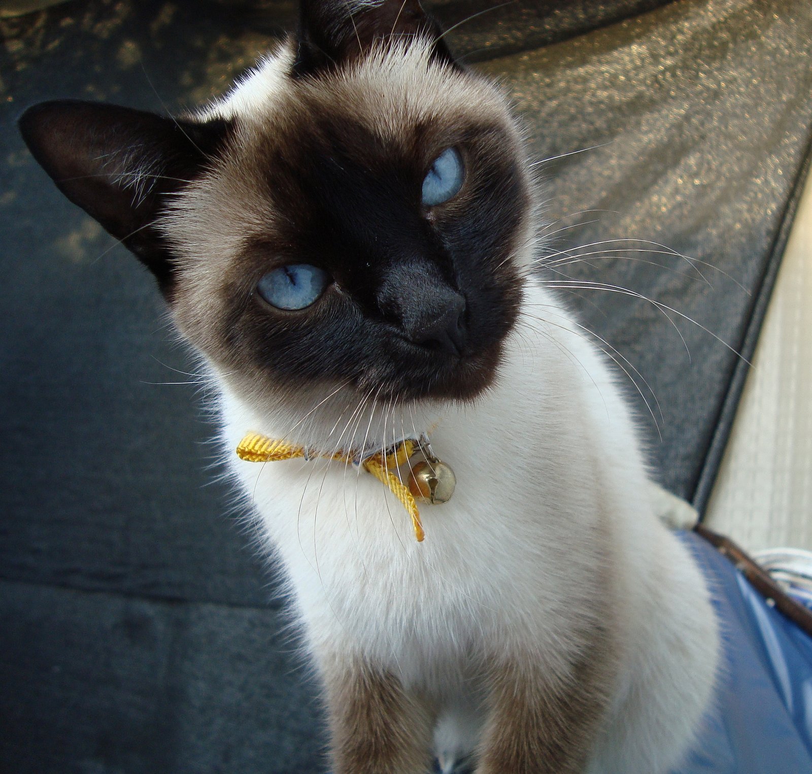 2. The Siamese: The Forever Chatterbox (image credits: wikimedia)