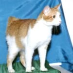 9. The Japanese Bobtail: The Lucky Playmate