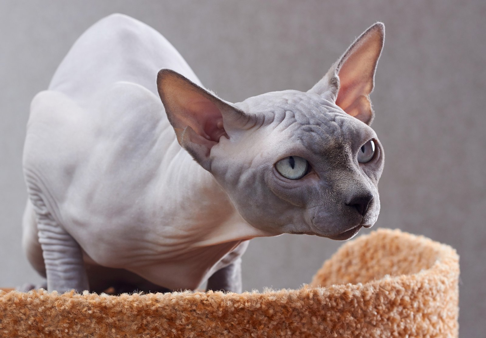 12. The Sphynx: The Naked Noodler (image credits: wikimedia)