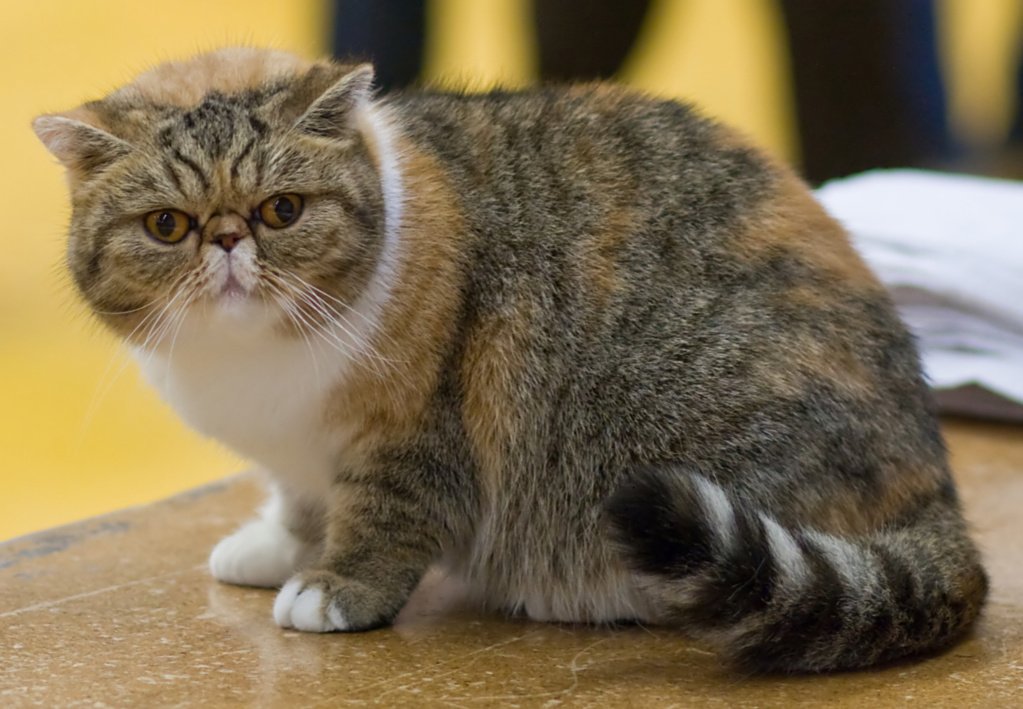 16. The Exotic Shorthair: The Plush Playpal (image credits: wikimedia)