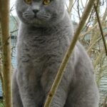 25. The British Shorthair: The Gentle Goofball