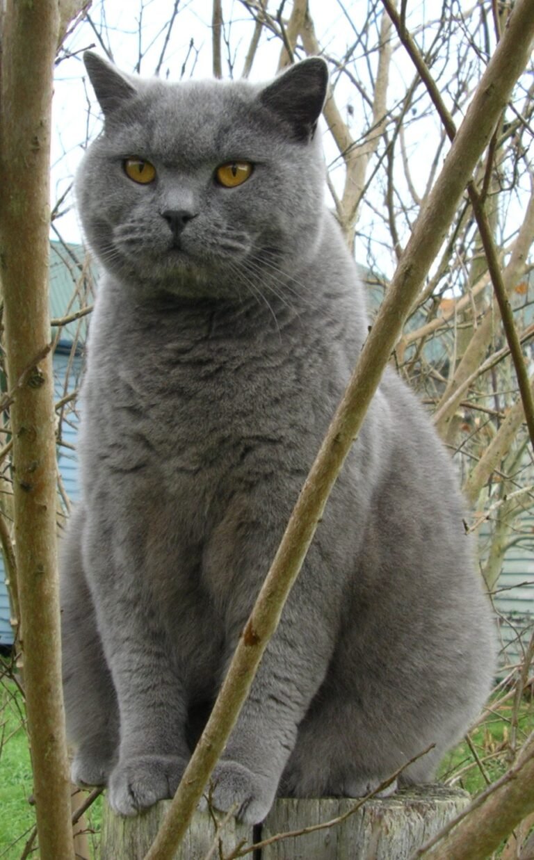 25. The British Shorthair: The Gentle Goofball