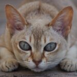 These 7 Cats Stay Kittens Forever (Personality-Wise!)