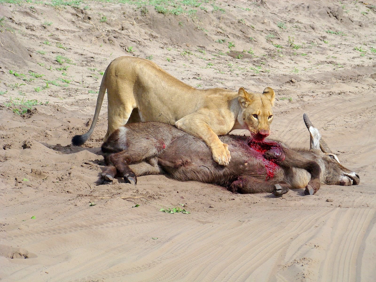 The Ultimate Hunters (image credits: wikimedia)