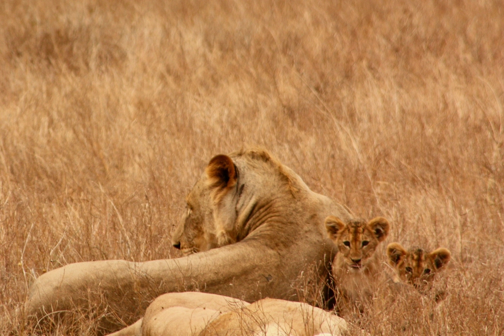 Mothers of the Savannah (image credits: rawpixel)