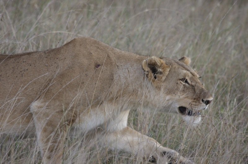 Masters of Camouflage (image credits: wikimedia)