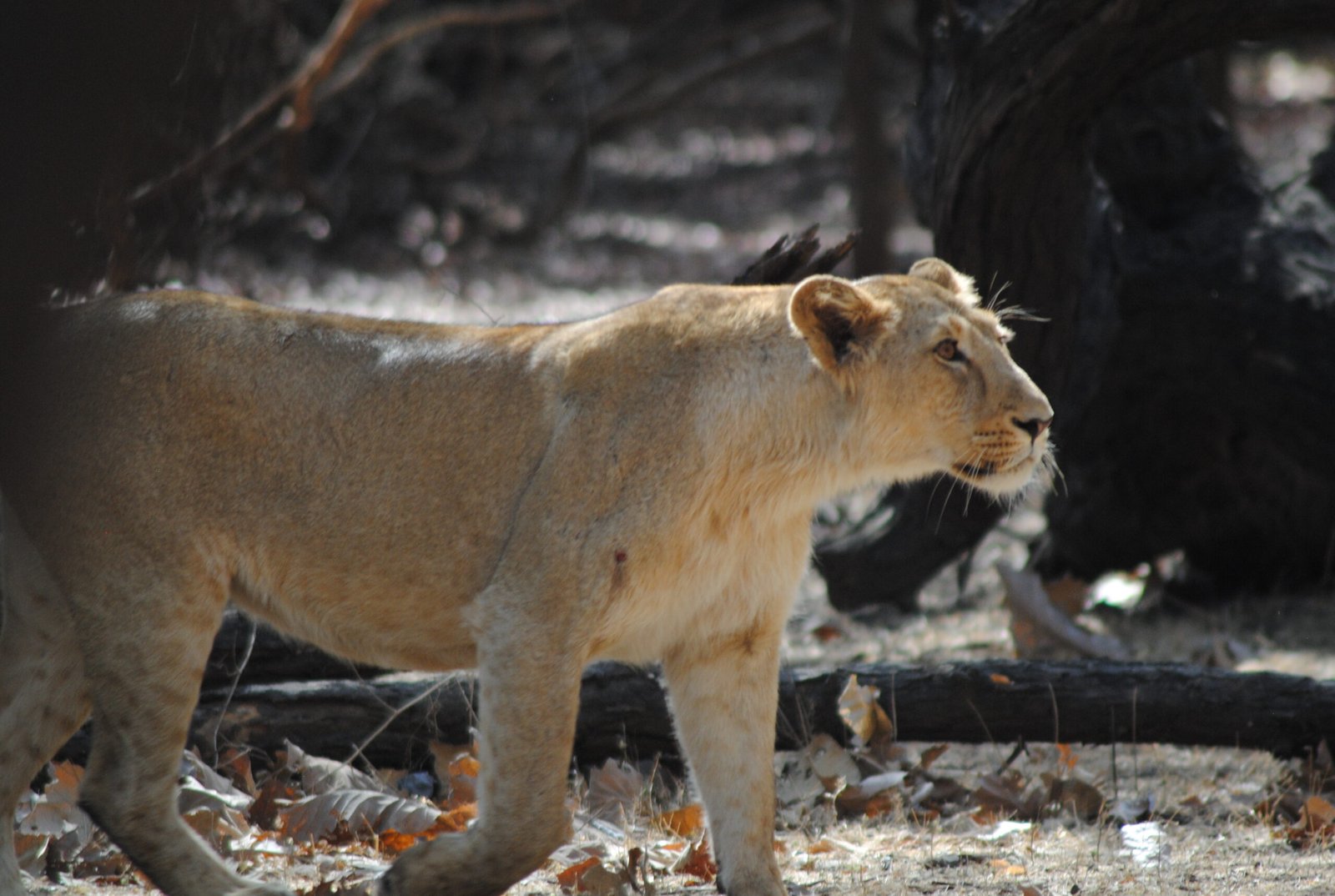 Symbols of Strength (image credits: wikimedia)