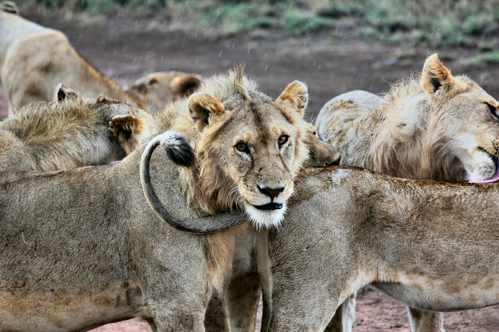 Conservation Champions (image credits: rawpixel)