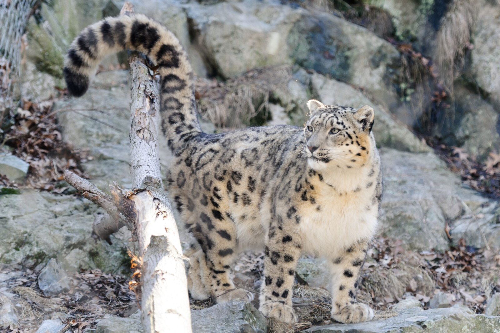 Snow Leopard Tails: Built-In Blankets (image credits: wikimedia)