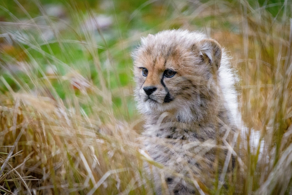 The Vulnerable Cubs (image credits: rawpixel)