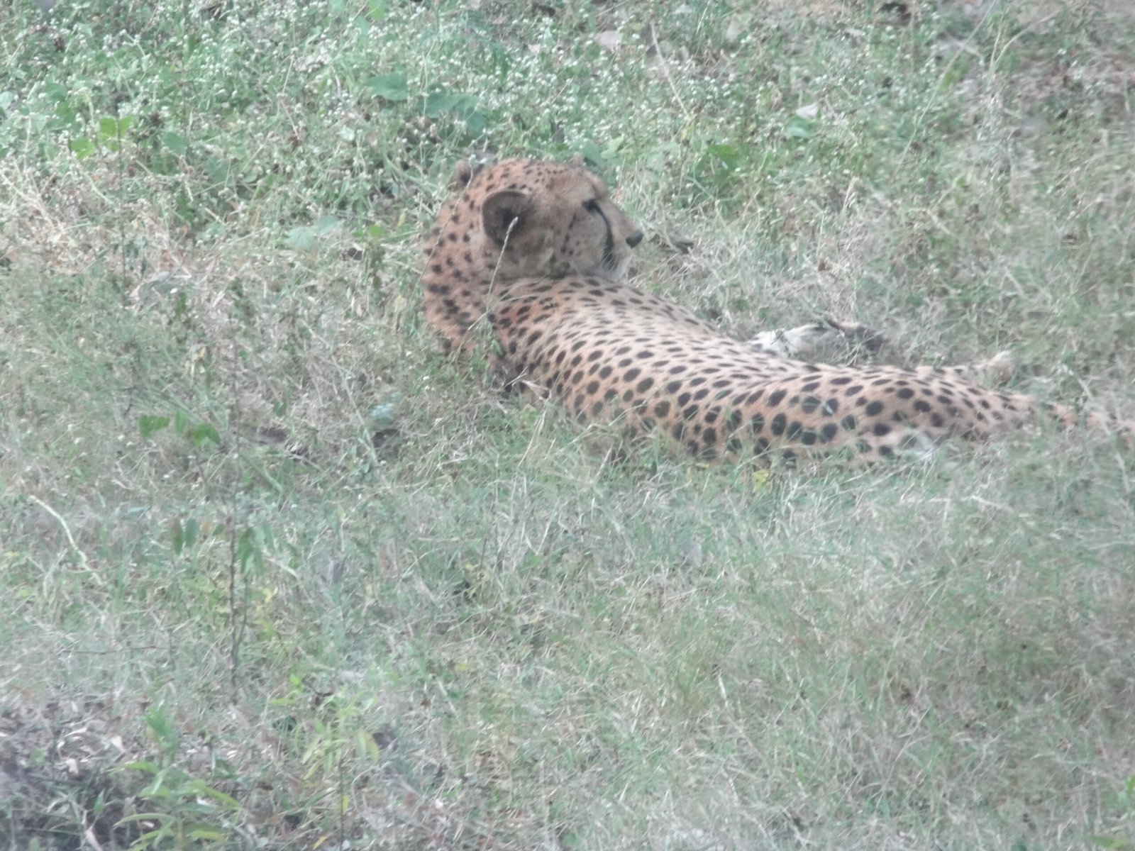 Graceful, Not Aggressive (image credits: wikimedia)